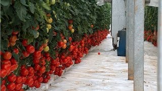 Pomodoro grappolo rosso su fibra di cocco  Esedra F1  Red cluster tomato in coco peat  Esedra F1 [upl. by Nallij]