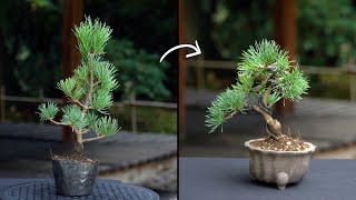 How to make a Bonsai tree [upl. by Ellered]