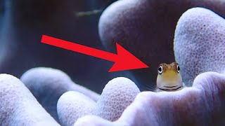 Funny Blenny Fish Compilation  Watch Coolest Blenny Fish [upl. by Cibis]