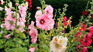 How to grow Hollyhocks Flowers plant [upl. by Ecirbaf]