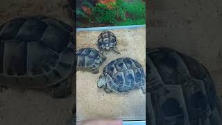 Cute Tortoise goldenfishbahrainmall  Falcon Aquarium services [upl. by Bushey35]