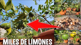 Como lograr miles de Limones abonando con Cáscara de HUEVO Y de BANANO [upl. by Hitoshi282]