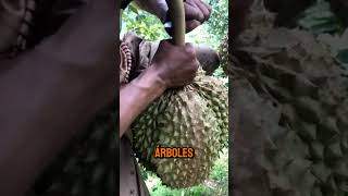 Proceso de Recolecta de Durians [upl. by Yehc]