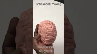 brain model shorts video  shortsvideo  shorts  biology project  diyas funplay [upl. by Clarkin]