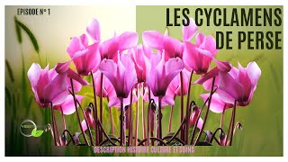 Cyclamens de Perse ou des fleuristes cyclamen vegetosphere cyclamendesfleuristes [upl. by Oxford]