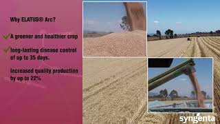 Wheat Farming in Kenya  Elatus Arc Wheat Fungicide [upl. by Aicnom]