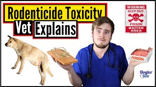 What To Do When Your Dog Ate Rat Poison  Anticoagulant Rodenticides  Vet Explains  Dogtor Pete [upl. by Firestone]