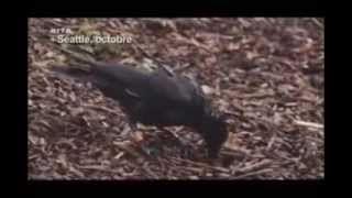 Documentaire Les Corbeaux ont ils une Cervelle Doiseau [upl. by Parette]