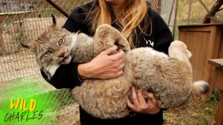 Canadian Lynx [upl. by Leafar]