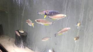 Cyprichromis speckleback Tembwe WILD [upl. by Fotina]