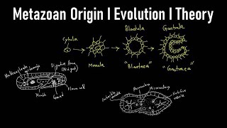 Metazoan Origin I TheoryI Evolution I Metazoa Definition Biology I Metazoan Animals I Metazoan Phyla [upl. by Yesrej]