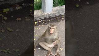 Lovely monkey monkeyvideo naturemonkey shortvideo [upl. by Ardekal]