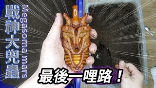 【山林蟲坊】戰神大兜蟲終於化蛹囉！  Megasoma mars finally pupated [upl. by Orlov]