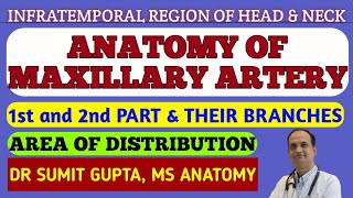 MAXILLARY ARTERY  1st and 2nd part  Branches [upl. by Kandace76]