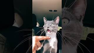 Воришки 🙂 cat рек funny котикисобачкисмешно [upl. by Nrobyalc]