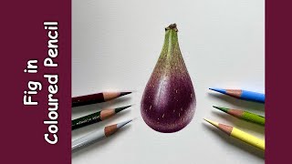 Fig in Coloured Pencil  FREE TUTORIAL [upl. by Ettesil]