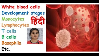 White blood cell in hindi  formation  types of WBCs  functions  monocyte macrophage system [upl. by Odraode459]