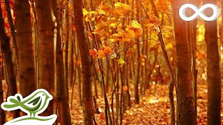 Fall Asleep Fast Deep Relaxing Music Sleep Music Meditation Music Sleeping Music ★135 [upl. by Salita27]