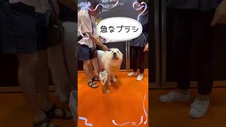 【インターペット大阪2024】もふもふ大型犬代表！グレートピレニーズ様にキュンキュンする飼い主！！インターペット インターペット大阪 大型犬 グレートピレニーズ もふもふ [upl. by Nedrah]