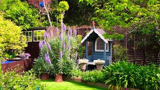 Echium Candicans  Pride of Madeira [upl. by Shulock]