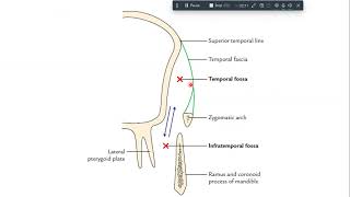 infratemporal fossa anatomy [upl. by Vinita523]