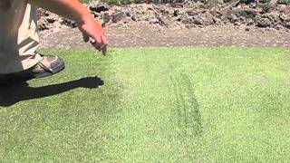 Annoying Grain on a bentgrass green [upl. by Helsie]