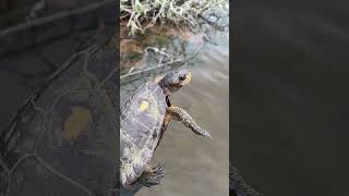 Northwestern Pond Turtle spotted again and doing well in Oregon [upl. by Tymothy211]