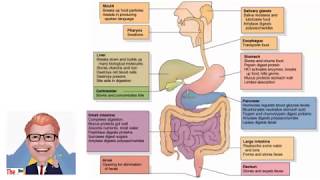 The Digestive System KS3  The Bio Coach [upl. by Modnarb]