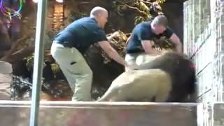 Female lion saved human from male lion 1 [upl. by Knowling]