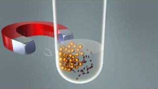 Magnetic Separation using Dynabeads® [upl. by Amsab]