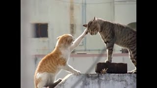 Real Cat Fight  Watch With Sound [upl. by Ettenad]