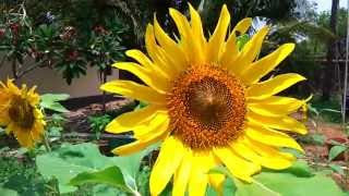 Sunflower Helianthus annuus Plant Video Wonder Flower [upl. by Urbannai330]