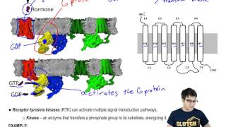 G Protein Coupled Receptors and Receptor Tyrosine Kinases [upl. by Ennaillek71]