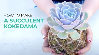 4 STEPS To Make A Simple SUCCULENT KOKEDAMA Succulent in a Moss Ball [upl. by Faucher]