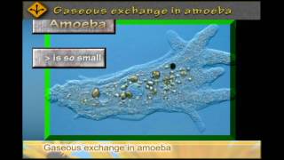 GASEOUS exchange in AMOEBA [upl. by Soule]