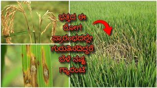 Paddy Blast disease  ಭತ್ತದ ಬೆಂಕಿ ರೋಗ ಸಂಪೂರ್ಣ ಮಾಹಿತಿ  Symptoms amp control measures [upl. by Noraha745]