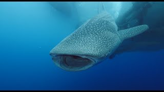 Whale Sharks preservation projects between GA Aquarium amp Taiwan [upl. by Aloin]