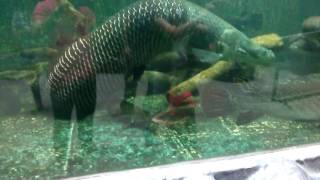 Manila Ocean Park Biggest Arowana [upl. by Richara]