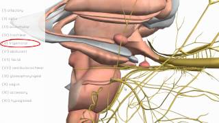 Cranial Nerves Basics  3D Anatomy Tutorial [upl. by Enelyt504]