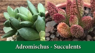 How to Grow Adromischus a rare and fascinating group of succulents [upl. by Noraf905]