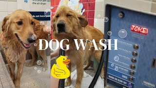 Dog car wash Cute First time washing Griffin at this place 🧼 [upl. by Ferrand]