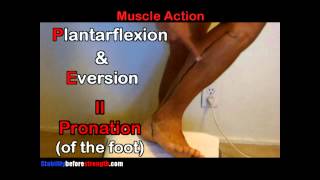 Fibularis Peroneus Longus Muscle Anatomy 512 Peroneus Longus Muscle Stretch amp Exercise [upl. by Aikemehs]