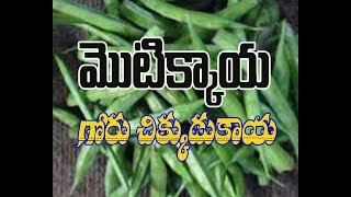 Health Benefits of Cluster Beans Or Goru Chikkudu Or Motikkaya Uses [upl. by Enilekaj677]