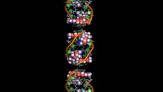 The intercalation of daunomycin [upl. by Watson]