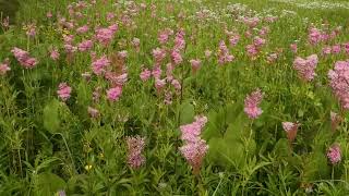 Queen of the Prairie Filipendula rubra in Southern Wisconsin [upl. by Grazia]