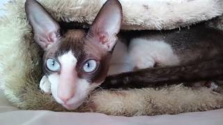 Cornish Rex Ulrico [upl. by Jaf357]