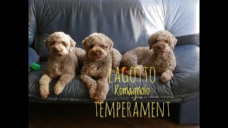 Lagotto Romagnolo temperament [upl. by Regazzi]