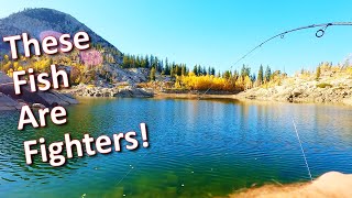 Fall Mountain Trout Fishing Solo Hiking and Fishing For Splake And Brook Trout [upl. by Jasisa654]