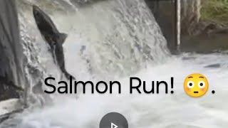 Salmon Run at Bowmanville🫢 salmonrun nature fishing livestream [upl. by Soren]