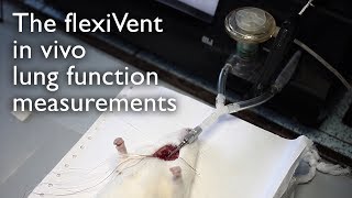 The flexiVent in vivo lung function measurements Bogomoletz institute of physiology [upl. by Naivat238]